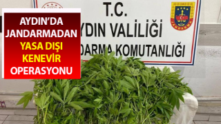 Jandarmanın yasadışı kenevir ekimi ile mücadelesi sürüyor