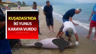 Kuşadası’nda iki yunus karaya vurdu