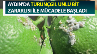 Turunçgil unlu bit zararlısı ile mücadele başladı