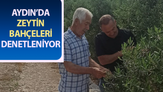 Zeytin bahçelerinde denetimler sürüyor