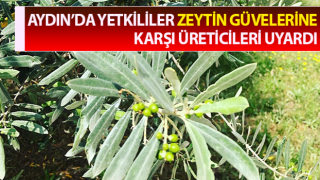 Zeytin güvesine karşı mücadele uyarısı