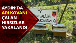 Arı kovanı hırsızları yakalandı