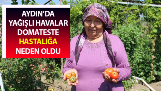 Aydın’da yağışlı havalar domatesi vurdu