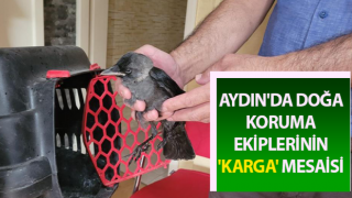 Doğa koruma ekiplerinin 'karga' mesaisi