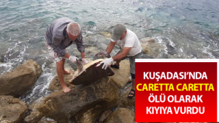 Kuşadası’nda caretta caretta cinsi deniz kaplumbağası kıyıya vurdu