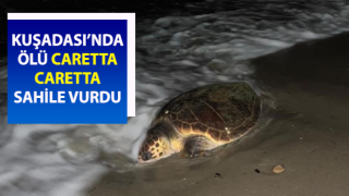 Kuşadası’nda sahilde caretta caretta ölü olarak bulundu