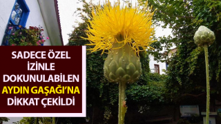 Sadece özel izinle dokunulabilen Aydın Gaşağı’na dikkat çekildi