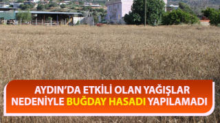 Yağmur yağdı, buğdaylar tarlada kaldı