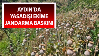 Yasadışı ekime Jandarma baskını