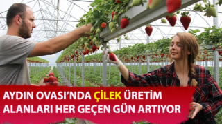 Aydın’da çilek üretimi artıyor