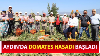 Aydın'da domates hasadı başladı