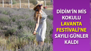 Didim Lavanta Festivali’ne sayılı günler kaldı