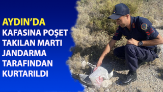 Kafasına poşet takılan martı, jandarma tarafından kurtarıldı