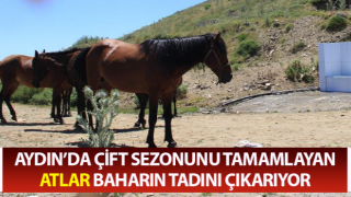 Karlık çeşmesi atların uğrak yeri oldu