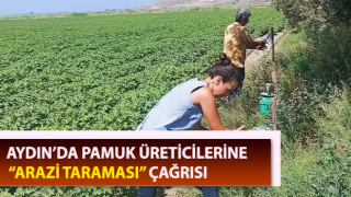 Pamukta çizgili yaprak kurdu görüldü