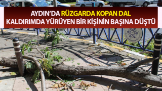 Rüzgarda kopan dal az daha canından ediyordu