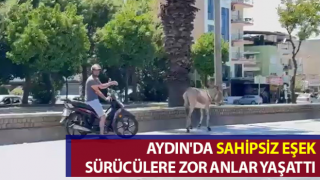 Sahipsiz eşek araç sürücülerine zor anlar yaşattı