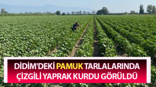 Yetkililerden, pamuk üreticilerine 'arazi kontrolü' çağrısı