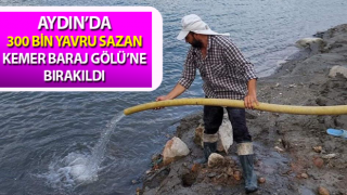 Aydın’da 300 bin sazan suyla buluştu