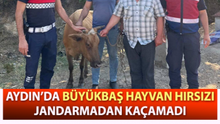 Büyükbaş hayvan hırsızı, jandarmadan kaçamadı