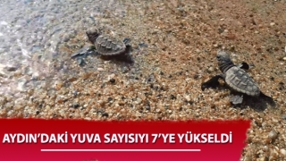 Caretta carettalar Aydın’ı sevdi