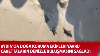 Doğa koruma ekipleri yavru carettaların denizle buluşmasını sağladı