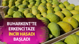 Erkenci taze incir hasadı başladı