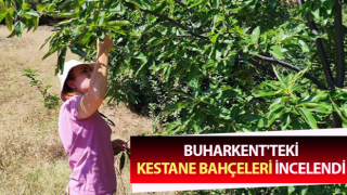 Kestane bahçeleri incelendi