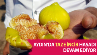 Taze incir pazarda 50 ile 70 TL arası satılıyor