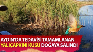 Tedavisi tamamlanan yalıçapkını, özgürlüğe kanat çırptı