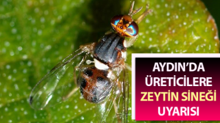 Üreticilere zeytin sineği uyarısı