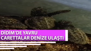 Yavru carettalar denizle buluştu