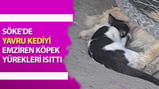 Yavru kediyi emziren köpek yürekleri ısıttı