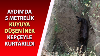 5 metrelik kuyuya düşen inek, kepçeyle kurtarıldı