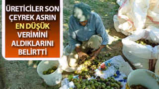 Aydın'da ceviz hasadı başladı