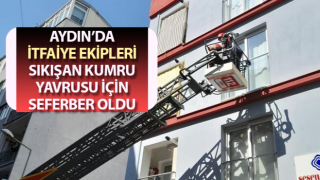 Cam kenarına sıkışan kumru yavrusu kurtarıldı