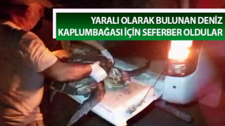 Yaralı caretta caretta için seferber oldular