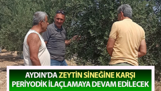 Zeytin sineğine karşı periyodik ilaçlamaya devam edilecek