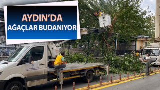 Ağaçların bakım ve budama çalışmaları başladı