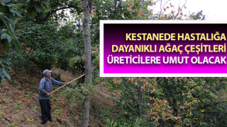 Aydın’da hastalığa dayanıklı ağaç çeşitleri, üreticilere umut olacak