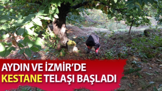 Aydın'da kestane telaşı başladı