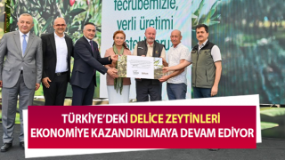 Delice zeytin ağaçları aşılanarak zeytin üretimi arttırılacak