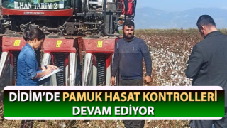 Didim’de pamuk hasat kontrolleri devam ediyor