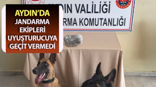 Jandarmanın hassas burunları uyuşturucuya geçit vermedi