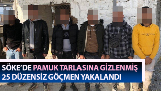 Pamuk tarlasına gizlenmiş 25 düzensiz göçmen yakalandı