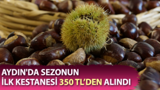 Sezonun ilk kestanesi 350 liradan satıldı