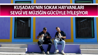 Sokak hayvanları sevgi ve müziğin gücüyle iyileşiyor