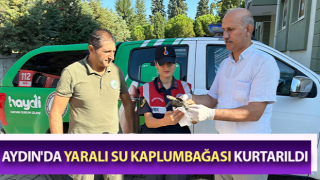 Yaralı su kaplumbağasına jandarma şefkati