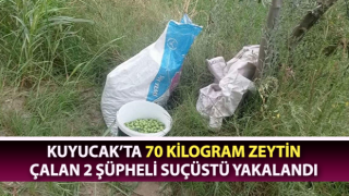 Zeytin hırsızları suçüstü yakalandı