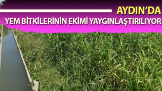 Aydın’da 2 bin 600 dekarlık alanda ekim yapıldı